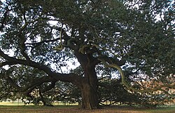 The Emancipation Oak in Hampton, Virginia