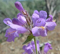 A prominent, often hairy, staminode is the most distinctive feature of this genus, as in these Penstemon eriantherus var. whitedii flowers