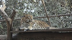 A leopard in National Zoological Park Delhi