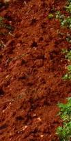 Unlike other clay-based soils, the free-draining terra rosa of Australia's Coonawarra region contributes to a unique style of Cabernet Sauvignon.
