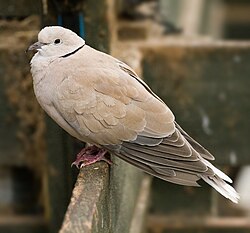 A feral Barbary dove in Tasmania, Australia. Also known as a ringneck dove or ring dove (Streptopelia risoria)