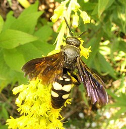 Scolia bicincta female, Pennsylvania