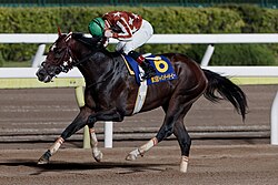 Mick Fire, the last winner of Japan Dirt Derby, ridden by Norifumi Mikamoto.