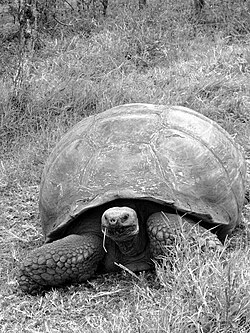 A Galápagos tortoise (Chelonoidis nigra) on Santa Cruz. C. nigra is the largest living species of tortoise, hunted to near extinction during the islands' whaling era.