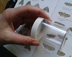 Identifying moths