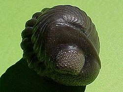 Phacopid trilobite Eldredgeops rana crassituberculata. The genus is named after Niles Eldredge