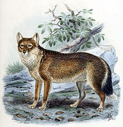 Falkland Islands wolf Illustration by John Gerrard Keulemans (1842–1912)