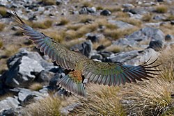 A kea in flight