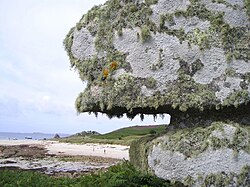Lichen on a rock in a marine splash zone. Lichens are mutualistic associations between a fungus and an alga or cyanobacterium.