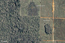 A satellite image showing deforestation in Malaysian Borneo to allow the plantation of oil palm