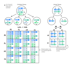 Unlinked Genes vs. Linked Genes