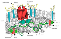 Red blood cell membrane major proteins