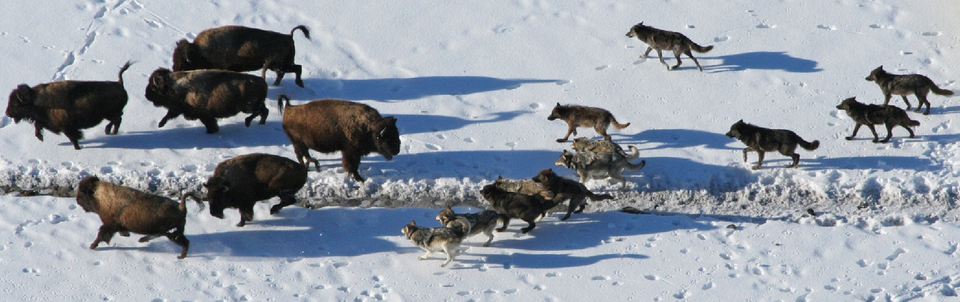 Wolves, social predators, cooperate to hunt and kill bison.