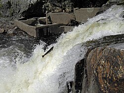 Jumping up a fish ladder in Norway