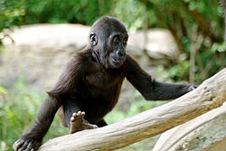 A young western lowland gorilla at the Smithsonian Zoo in Washington, DC