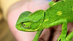 Chameleons' eye coordination