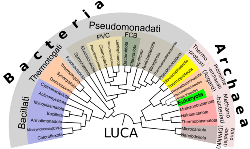 Phylogenetic tree showing the diversity of prokaryotes.[66] This 2018 proposal shows eukaryotes within the archaean Asgard group which represents a modern version of the eocyte hypothesis. In this view, the division between bacteria and the rest is what groups organisms into the two major domains.
