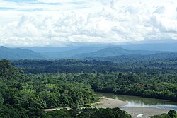 Ecuadorian Amazon rainforest. This humid tropical forest has warm temperatures and receives rainfall year round. Vegetation consists of a majority of broadleaf evergreen species.[7]