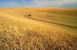 Industrialized agriculture on land with a simplified ecosystem