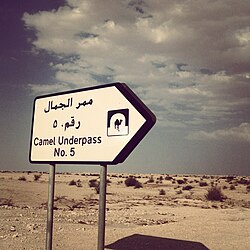 Sign on a highway in Qatar, indicating an underpass that allows camels to safely cross.