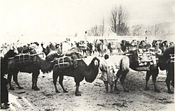 While dogs were commensals, and sheep were kept for food, camels were domesticated as working animals.[44]