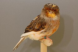 A Norwich canary
