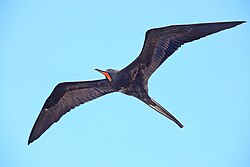 Male magnificent frigatebird in the Galapagos Islands