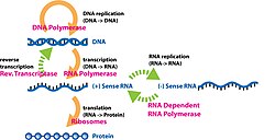 The central dogma of molecular biology showing the flow of genetic information within a biological system.