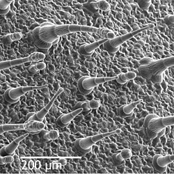 SEM image of the leaf epidermis of Nicotiana alata, showing trichomes (hair-like appendages) and stomata (eye-shaped slits, visible at full resolution)
