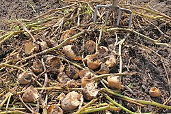 Uprooted, damaged potatoes