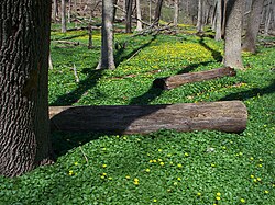 As an invasive species it forms a dense carpet in a floodplain forest in Fox Chapel, Pennsylvania