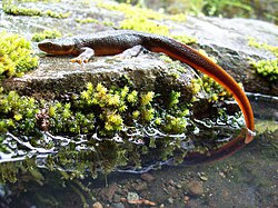 Rough-skinned newt