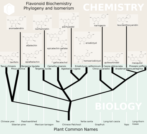 A biochemical diagram showing the class of flavonoids and their source in nature through various inter-related plant species.
