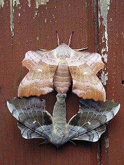 Mating pair of Laothoe populi (poplar hawk-moth) showing two different color variants