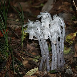 Monotropastrum humile, a myco-heterotroph dependent on fungi throughout its lifetime