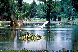 French Acadians, who came to be known as Cajuns, settled in southern Louisiana, especially along the banks of its major bayous.
