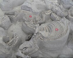 A bone-bed containing the fossils of the basal rhino Teleoceras and the three-toed horse Cormohipparion.