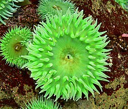 Giant green anemone, a zooxanthellate species; the tentacles are armed with nematocysts to catch prey