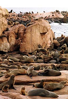 Sea lions on Isla de Lobos (Isle of Wolves)