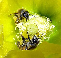 Gathering pollen, Engelmann's prickly pear, Mojave Desert