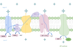 Diagram of oxidative phosphorylation