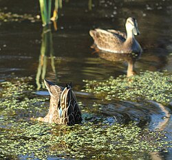 Pacific black ducks, one of the dabbling ducks, feeding in a wetland