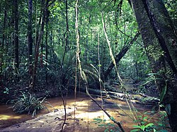 Guiana Amazonian Park