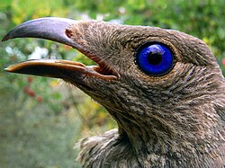 Female satin bowerbird