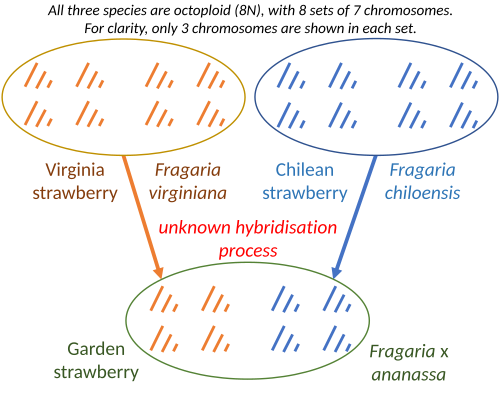 Hybridisation and polyploidy in strawberries. Garden strawberries are octoploid (8N), like both parents, the Virginia and Chilean strawberries.