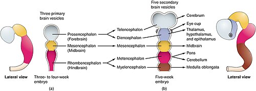 Lateral view of three-vesicle and five-vesicle stages of the early human embryo.