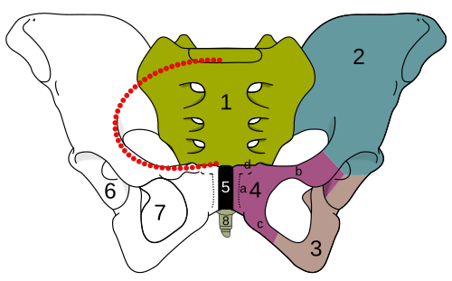 The skeleton of the human pelvis: 2–4. Hip bone (os coxae) 1. Sacrum (os sacrum), 2. Ilium (os ilium), 3. Ischium (os ischii) 4. Pubic bone (os pubis) (4a. corpus, 4b. ramus superior, 4c. ramus inferior, 4d. tuberculum pubicum) 5. Pubic symphysis, 6. Acetabulum (of the hip joint), 7. Obturator foramen, 8. Coccyx/tailbone (os coccygis) Dotted. Linea terminalis of the pelvic brim.