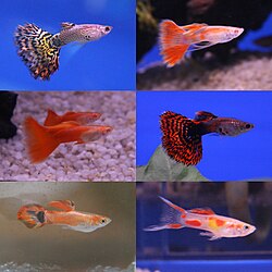 Six examples of guppy breeds in the aquarium hobby