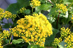 Discoid flowerheads of Delairea odorata