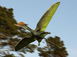 Darwinopterus modularis